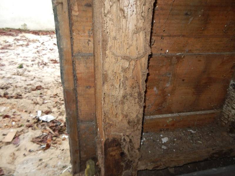 Dégâts de termites sur poteaux