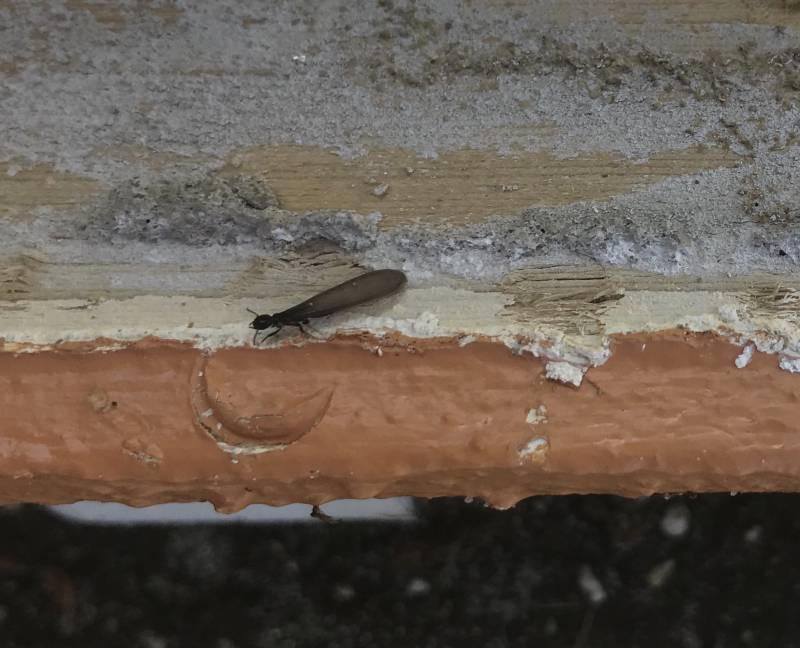 Termite ailés reproducteur