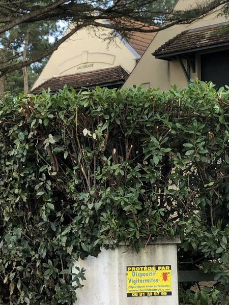 Termites actifs dans une Villa au Cap Ferret