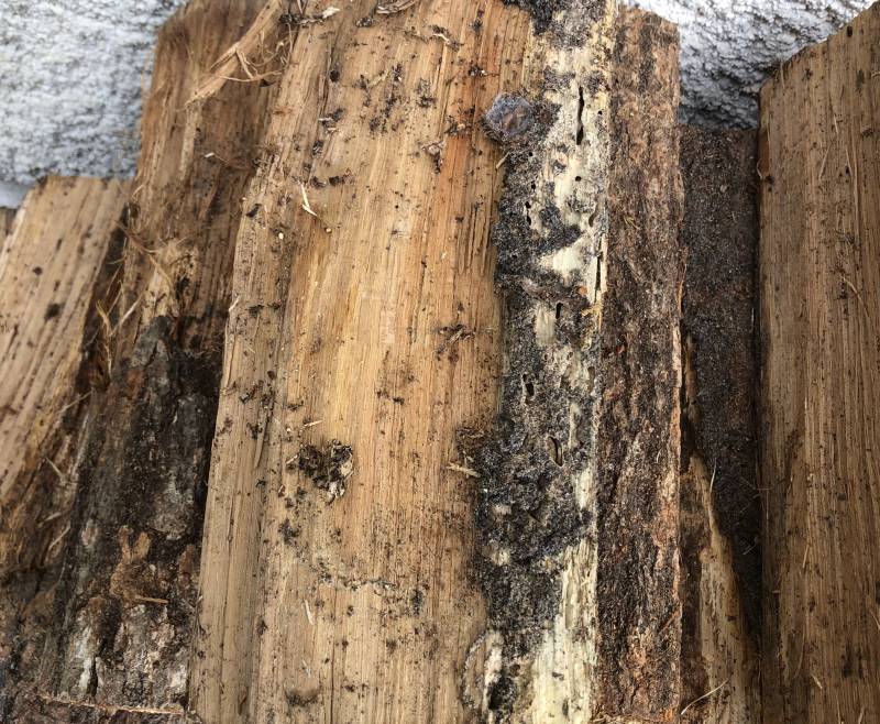 Termites sur bois contre la maison