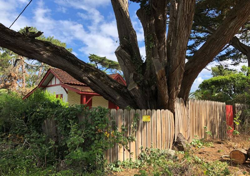 termites au Cap Ferret