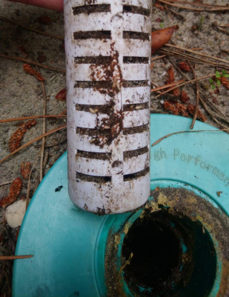 Les termites consomment l'appât Vigitermite