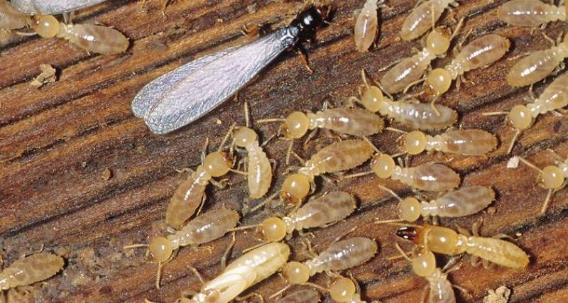 Termites sur bois mort